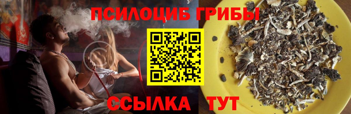 Выборг  Галлюциногенные грибы прущие грибы  Вход с VPN 